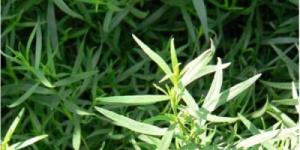 Трава тархун — лечебные свойства и противопоказания Как называют тархун по другому